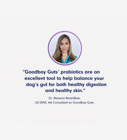 Premium Probiotic - Gut & Digestive Health