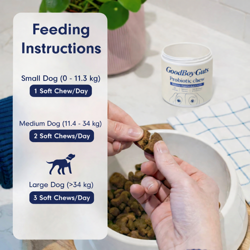 Premium Probiotic - Gut & Digestive Health